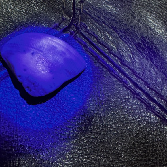 Assorted Seashell Collection - Picture 12 of 12